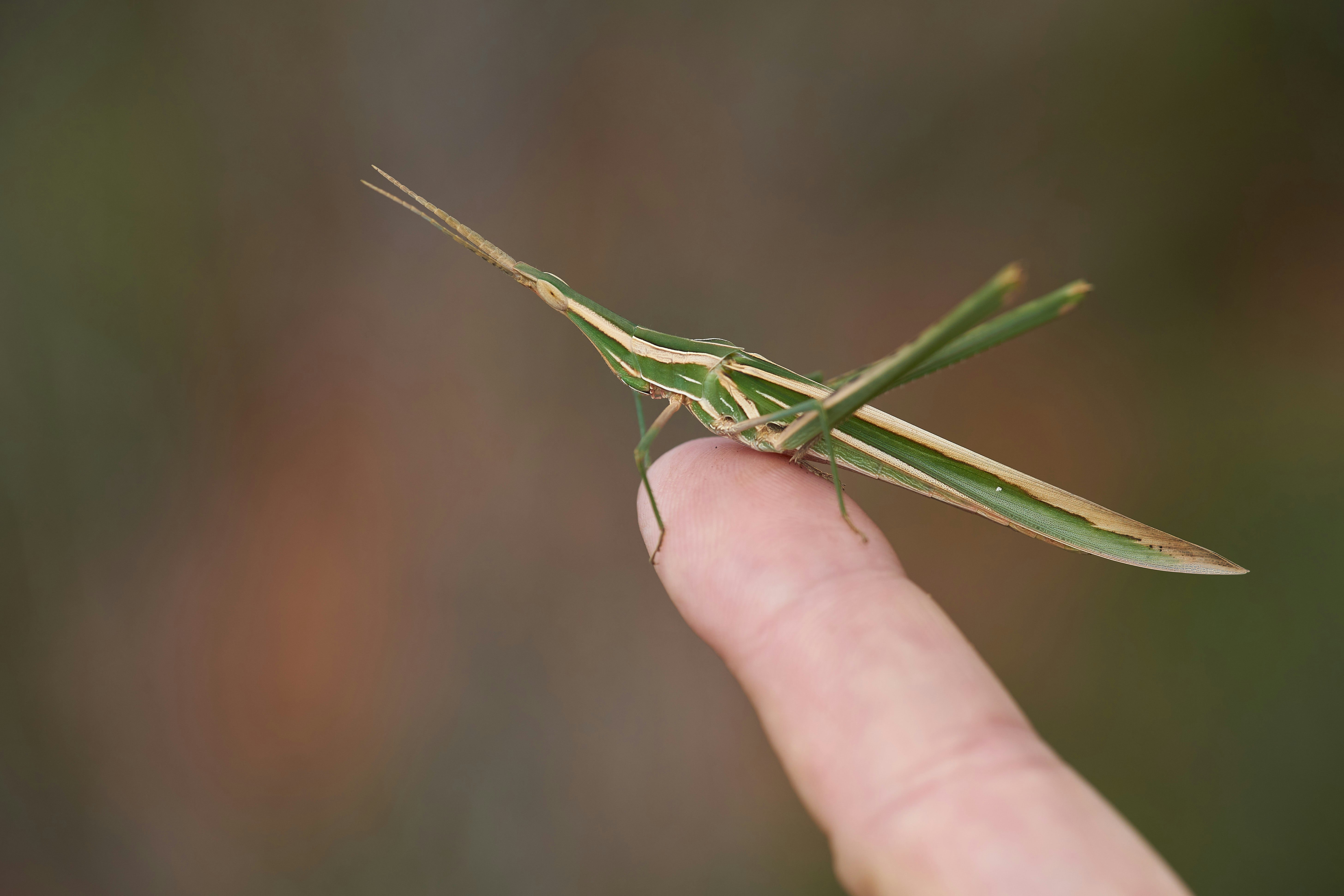 green stick on persons hand